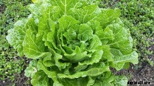 Napa Cabbage | What You Need to Know – Growing Guide