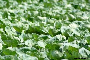 Napa Cabbage | What You Need to Know – Growing Guide
