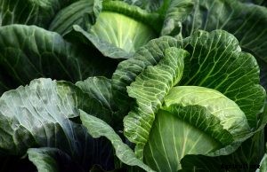Napa Cabbage | What You Need to Know – Growing Guide