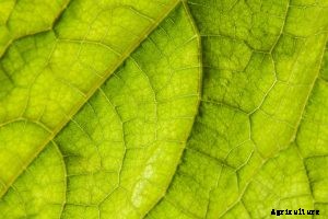 Cucumber Leaves Turning Yellow: What to Do?