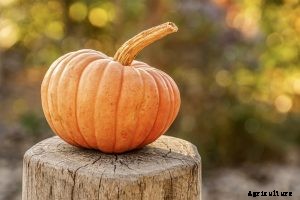 All Types of Pumpkins – The Ultimate Guide to 40 Varieties