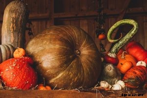 All Types of Pumpkins – The Ultimate Guide to 40 Varieties