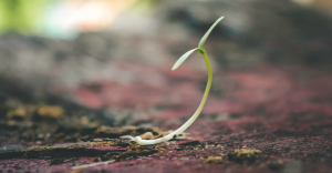 Bottle Gourd (Calabash Gourd) Plant — A Growing & Caring Guide