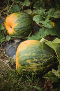 Bottle Gourd (Calabash Gourd) Plant — A Growing & Caring Guide