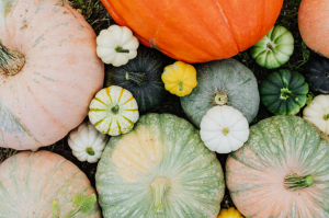 Bottle Gourd (Calabash Gourd) Plant — A Growing & Caring Guide