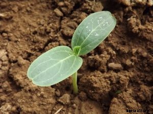 Bottle Gourd (Calabash Gourd) Plant — A Growing & Caring Guide