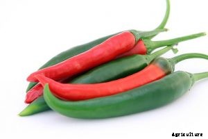 Korean Long Green Peppers – Why You Should Grow it