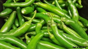 Korean Long Green Peppers – Why You Should Grow it