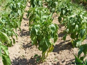 Korean Long Green Peppers – Why You Should Grow it