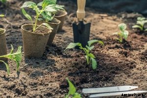 Korean Long Green Peppers – Why You Should Grow it