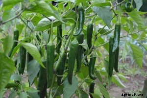 Korean Long Green Peppers – Why You Should Grow it