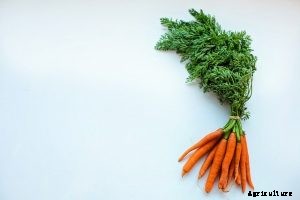Shin Kuroda Carrots: The Best Tasting Carrots Yet