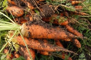 Shin Kuroda Carrots: The Best Tasting Carrots Yet