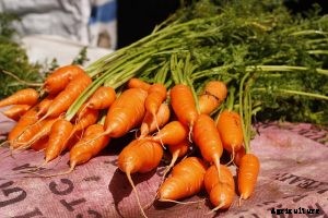 Shin Kuroda Carrots: The Best Tasting Carrots Yet