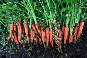 Shin Kuroda Carrots: The Best Tasting Carrots Yet