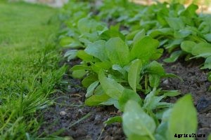Growing Malabar Spinach for Massive Harvests
