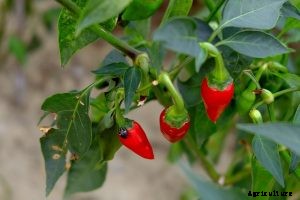 Grow Chi-Chien Peppers This Season