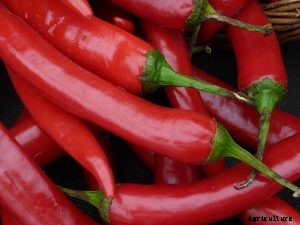 Grow Chi-Chien Peppers This Season