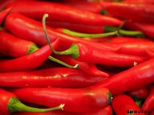 Grow Chi-Chien Peppers This Season