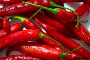 Grow Chi-Chien Peppers This Season