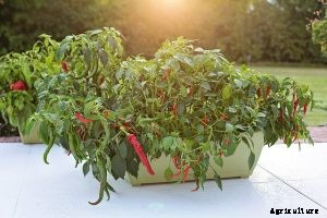 Grow Chi-Chien Peppers This Season