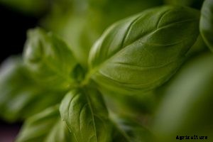 Your Perfect Thai Basil Growing Guide | All You Need To Know