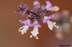 Your Perfect Thai Basil Growing Guide | All You Need To Know