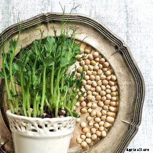 How to Grow Succulent Snow Pea Shoots (Dou Miao)