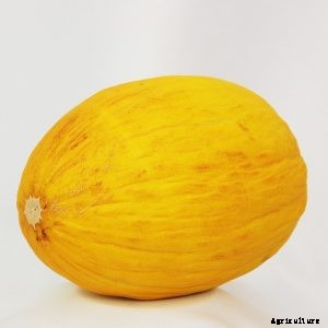 Korean Melon Growing Guide and Care Tips – Discovering Sweet Delights