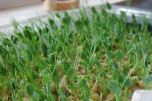 How to Grow Succulent Snow Pea Shoots (Dou Miao)