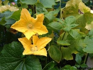 Korean Melon Growing Guide and Care Tips – Discovering Sweet Delights