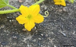 Korean Melon Growing Guide and Care Tips – Discovering Sweet Delights