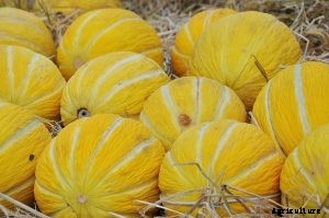 Korean Melon Growing Guide and Care Tips – Discovering Sweet Delights