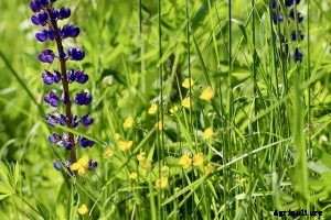 How to Grow the Stunning Hyacinth Bean (Lablab Bean)