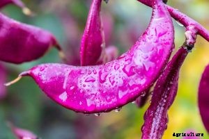 How to Grow the Stunning Hyacinth Bean (Lablab Bean)