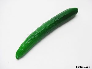 Discovering the Countless Cucumber Varieties