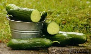 Discovering the Countless Cucumber Varieties