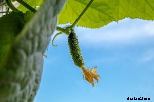 Discovering the Countless Cucumber Varieties