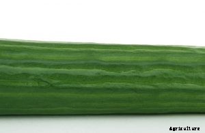 Discovering the Countless Cucumber Varieties