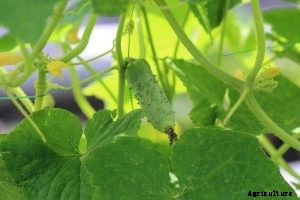 Discovering the Countless Cucumber Varieties