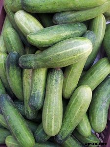 Discovering the Countless Cucumber Varieties