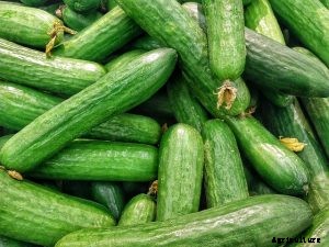 Discovering the Countless Cucumber Varieties