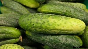 Discovering the Countless Cucumber Varieties
