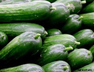 Discovering the Countless Cucumber Varieties