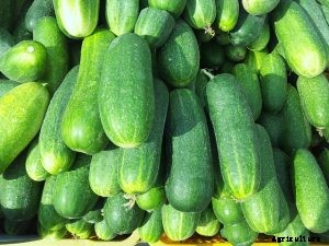 Discovering the Countless Cucumber Varieties