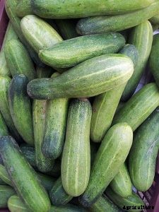 Discovering the Countless Cucumber Varieties