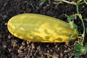Discovering the Countless Cucumber Varieties