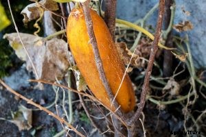 Discovering the Countless Cucumber Varieties