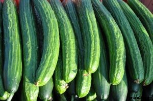 Discovering the Countless Cucumber Varieties