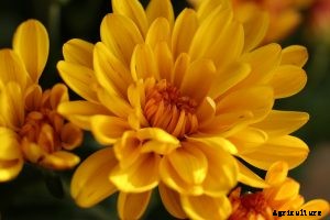 What Is Garland Chrysanthemum (Tung Ho) and How to Grow It?